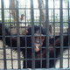 Image for article titled Zoos are giving chimps mental illnesses